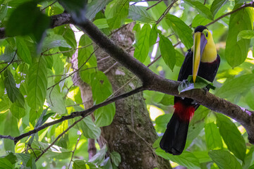 Goldkehltukan im Nationalpark Manuel Antonio Costa Rica