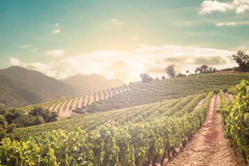 Vineyard at sunset. Mountain landscape with the cultivation of vineyards for the production of...