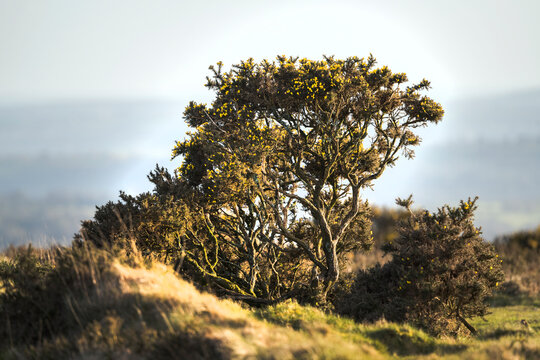 Rugged gorse growing on the moors