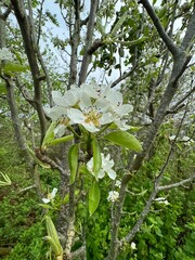 tree blossom