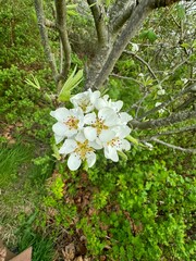flowers in the forest