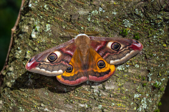 Kleines Nachtpfauenauge, Saturnia pavonia, Leverkusen-Opladen, 19.04.2023