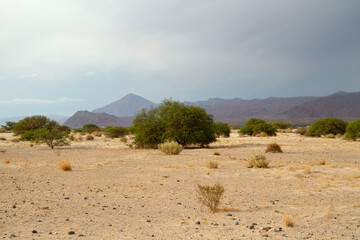 The arid desert. Sand, bushes, dunes and mountains under a stormy sky.	