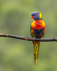 A single rainbow lorikeet with dazzling kaleidoscope colors perched on a branch in this portrait of a cheeky bird with a blurred green background on the Gold Coast in Queensland, Australia.
