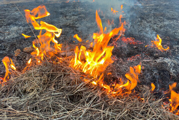 Fire grass in farm field. Dry Grass Fires due to drought. Hot weather. Depletion of water supplies dried land. Fire destroys crops on field. Foret burning. Burns grass. Deforestation, global warming