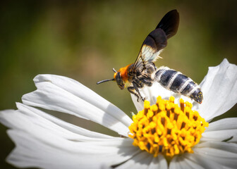 A wasp busy gathering nectar and pollinating a white cosmos daisy flower in a garden at the Vaal Dam in South Africa - obrazy, fototapety, plakaty