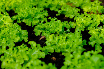Green oak lettuce plants are planted in a plot that receives mild morning sunlight.