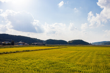 日本の秋の田舎の田園風景