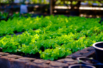Green oak lettuce plants are planted in a plot that receives mild morning sunlight.
