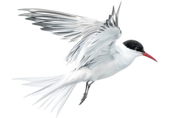 A striking black and white bird with a vibrant red beak. Perfect for nature and wildlife themes - Powered by Adobe