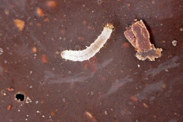 Young caterpillar of Indian mealmoth (Plodia interpunctella) feeding on chocolate.