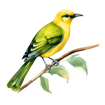 recommend clip art: a bird watercolor style, illustration.