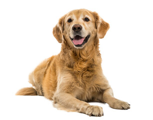 Golden Retriever lying, panting, 11  years old, isolated on whit - obrazy, fototapety, plakaty