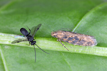 Parasitic wasp parasitizing a caterpillar of Moth of the beet moth Scrobipalpa ocellatella. The...