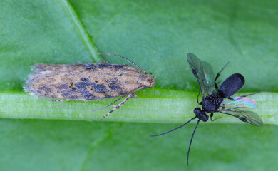 Parasitic wasp parasitizing a caterpillar of Moth of the beet moth Scrobipalpa ocellatella. The...