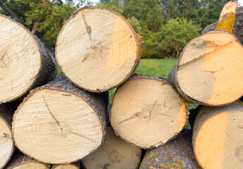 Piled pine tree logs  in forest. Stacks of cut wood. Wood logs, timber logging, industrial...