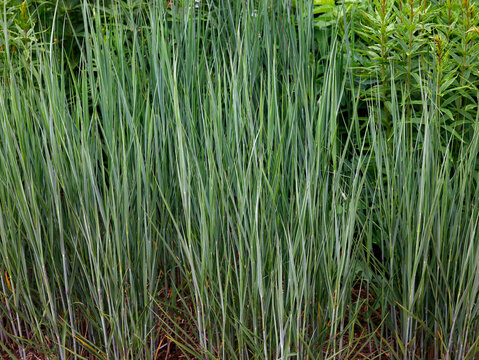 Closeup[ of the stiff upright growing green prairie grass Panicum virgatum heavy metal.
