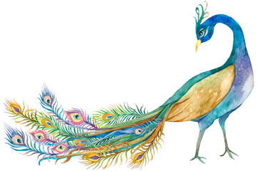 Peacock png in watercolor sticker