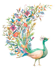 Peacock png in watercolor sticker