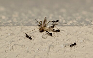 Longhorn Crazy ants (Paratrechina longicornis) insects carrying dead mosquito to their colony, nature pest control.