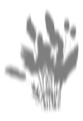 Flower shadow png element effect, transparent background