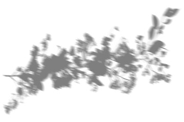 Fototapeta premium Flower shadow png element effect, transparent background