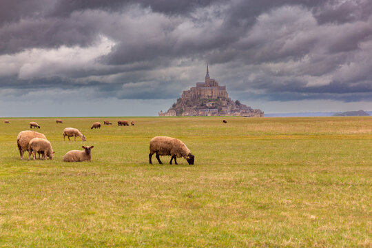 Sheep grazing in the meadows of Normandy on a gloomy day.