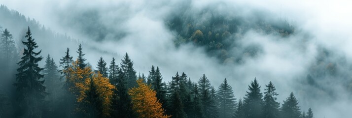 Misty scandinavian forest