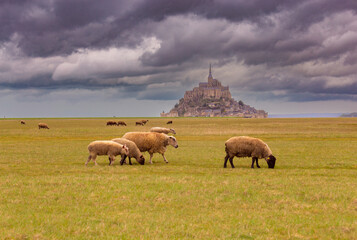Sheep grazing in the meadows of Normandy on a gloomy day.