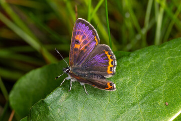 Lycaena helle, Blauschillernder Feuerfalter, Männchen, Simmerath, Eifel, 07.05.2023