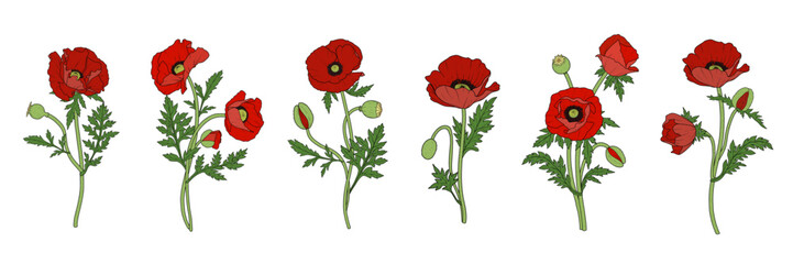 Red Poppy Vectors, Hand-drawn Poppies