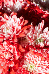 red flower background