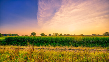 Sunset over corn growing fields near the village of Aarle-Rixtel, The Netherlands.
