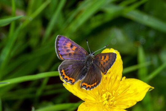 Lycaena helle, Blauschillernder Feuerfalter, M&auml;nnchen, Simmerath,17.05.2023