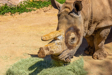 Old Rhinoceros With Broken Horn