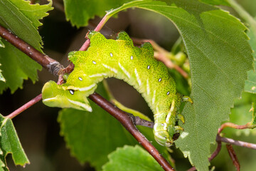 Birkenspinner, Endromis versicolora, Raupe, Eitorf (Sieg), e.o.17.05.2023