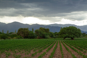 Idyllic landscape. Rural scenic. View of the farms alfalfa plantation fields and the mountains at sunset.	