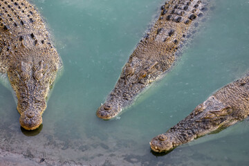 The salt crocodile swimming on the river near canal
