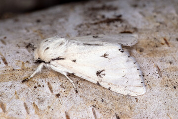 Woll-Rindeneule, Acronicta leporina, Leverkusen-Opladen, e.o. 23.05.2023
