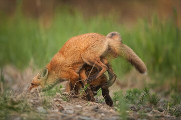Young Red Fox running down a path