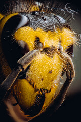 Yellow wasp head (european Vespula). Extreme macro photo of wasp's head on a dark background. In...