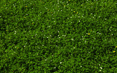 A field of green grass and blooming small light coloured flowers and dandelions, a lawn in spring. Background. Texture. Horizontal. - obrazy, fototapety, plakaty
