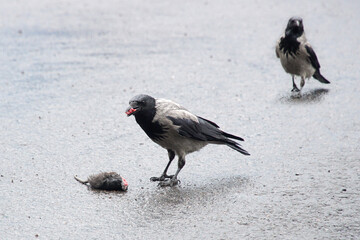 One crow pecks and eats a dead rat, and the second one approaches it.