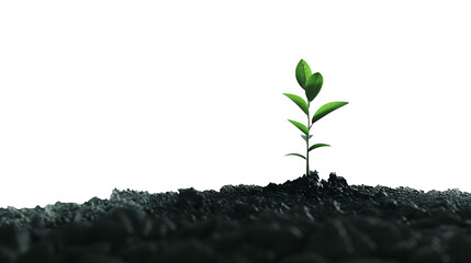 A minimalist composition featuring a single green plant emerging from the darkness of the soil, its verdant leaves stretching towards the bright expanse of a white backdrop, png