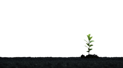 A minimalist composition featuring a single green plant emerging from the darkness of the soil, its verdant leaves stretching towards the bright expanse of a white backdrop, png