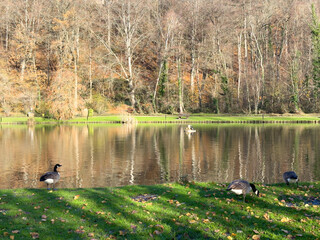 Green leisure park Bois des Reves with lake in Ottignie Louvain la Neuve, province of Walloon Brabant, Belgium - obrazy, fototapety, plakaty