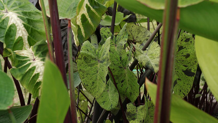 Swamp plants. Closeup view of Colocasia Mojito beautiful leaves growing in the pond.