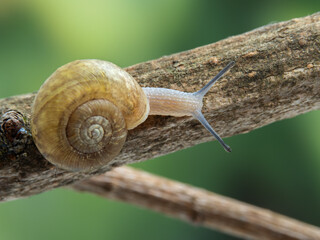P4160178 terrestrial snail, Aegopinella nitidula, on branch, from above, cECP 2024