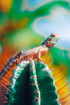 A cute colorful lizard stands on the prickly cactus.