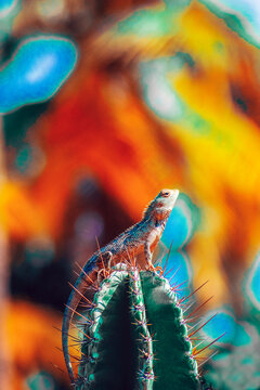 A brave lizard raises his head over the prickly cactus.